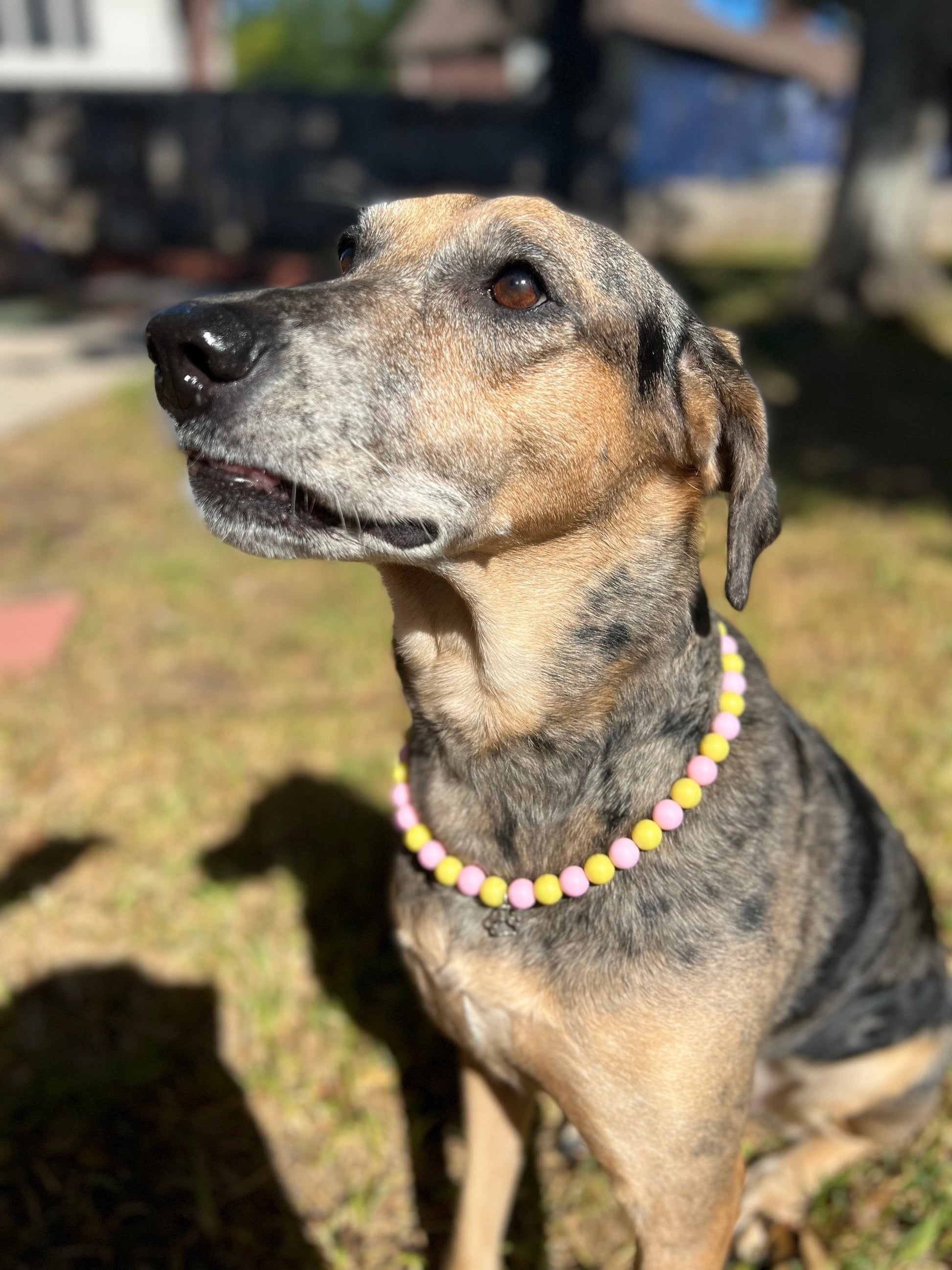 Light Pink and Yellow Pet Necklace with Toggle Clasp, Jewelry for Dogs, Jewelry for Cats, Durable Pet Necklace, Pet Accessories, Pet GIfts