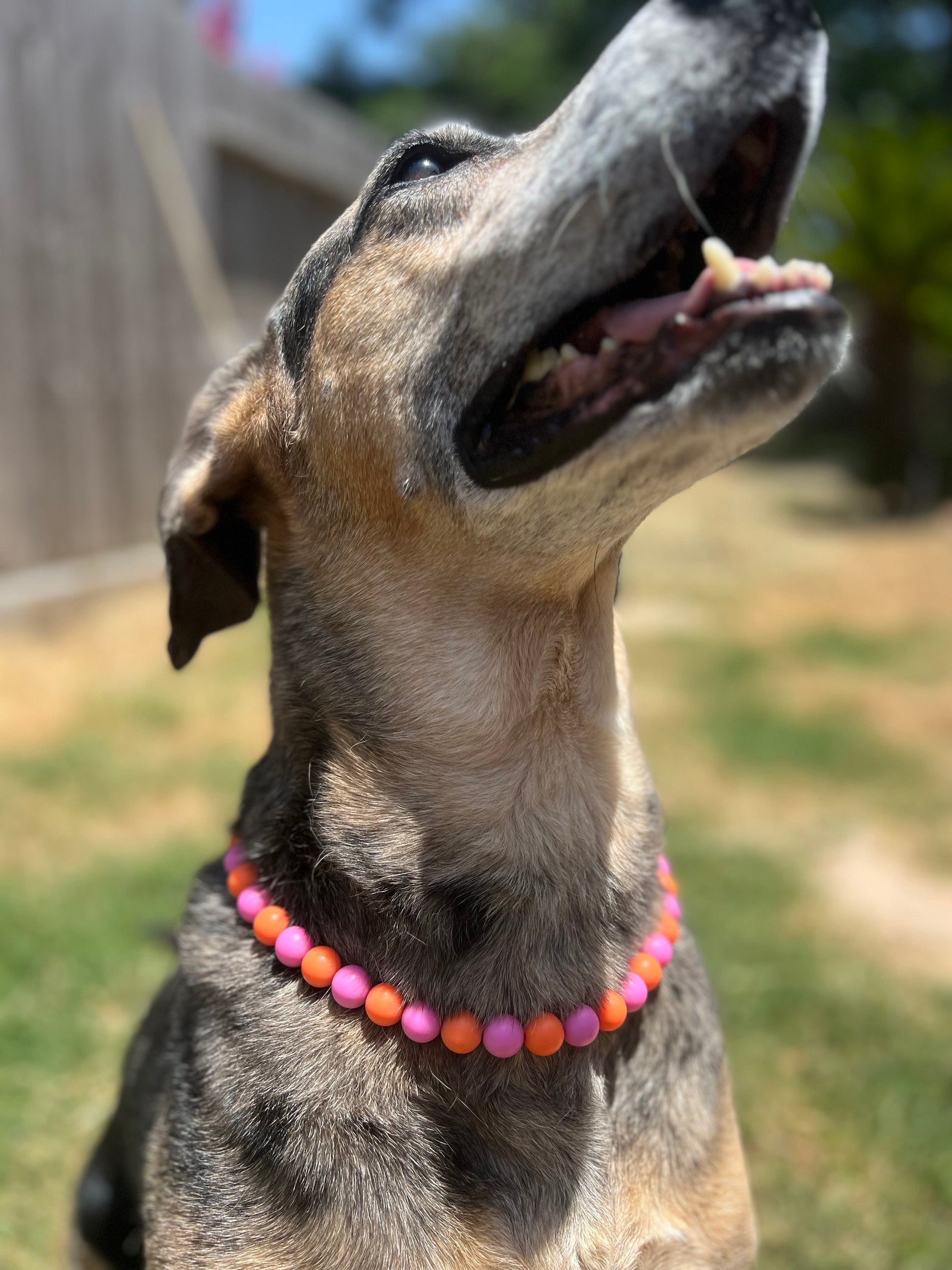 Orange and Light Pink Pet Necklace with Toggle Clasp, Jewelry for Dogs, Jewelry for Cats, Durable Pet Necklace, Pet Accessories, Pet Gifts