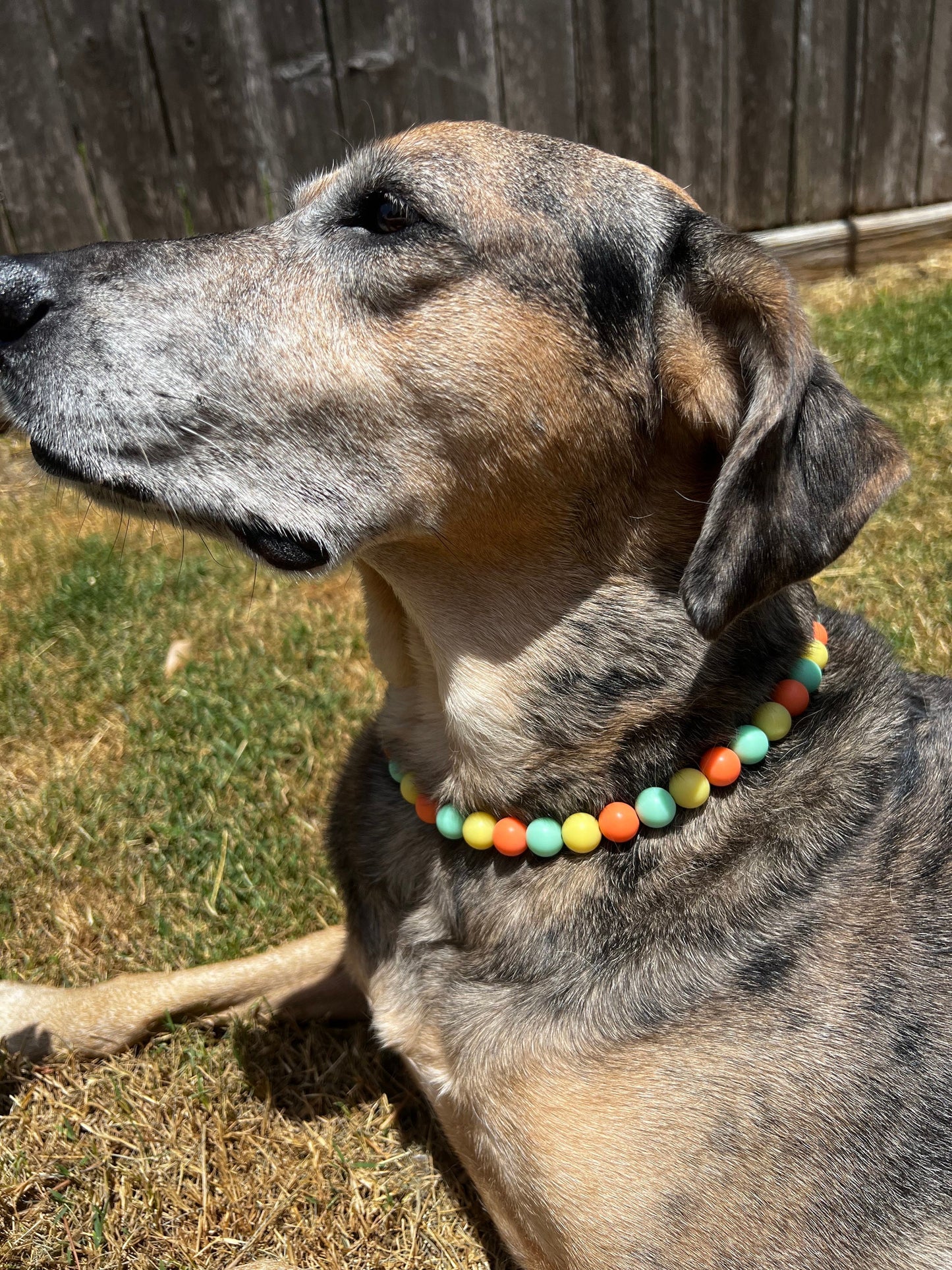 Orange, Green and Yellow Pet Necklace with Toggle Clasp, Jewelry for Dogs, Durable Pet Necklace, Pet Accessories, Pet Gifts