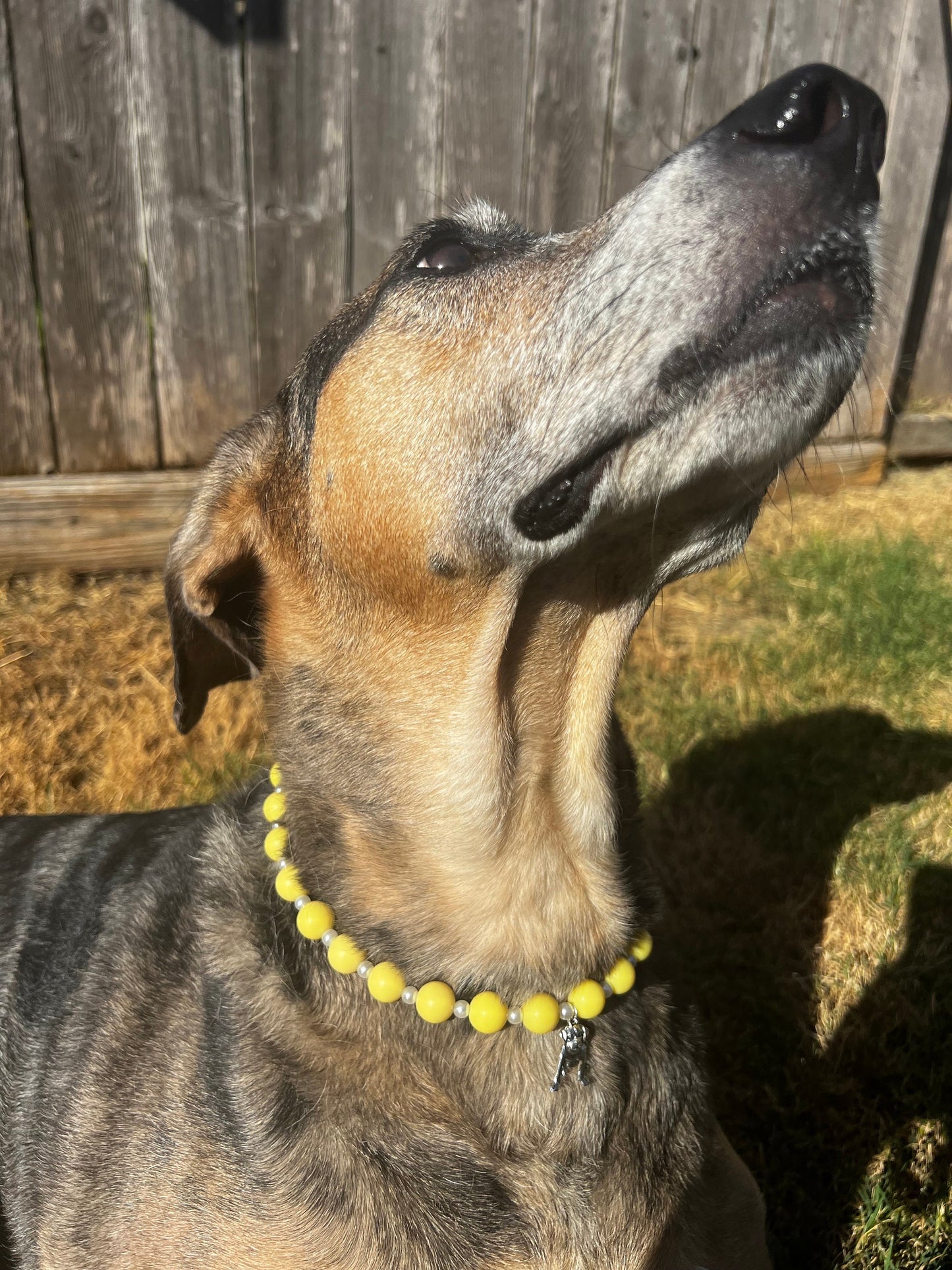 Yellow and Pearl Pet Necklace with Toggle Clasp, Jewelry for Dogs, Jewelry for Cats, Durable Pet Necklace, Pet Accessories, Pet Gifts