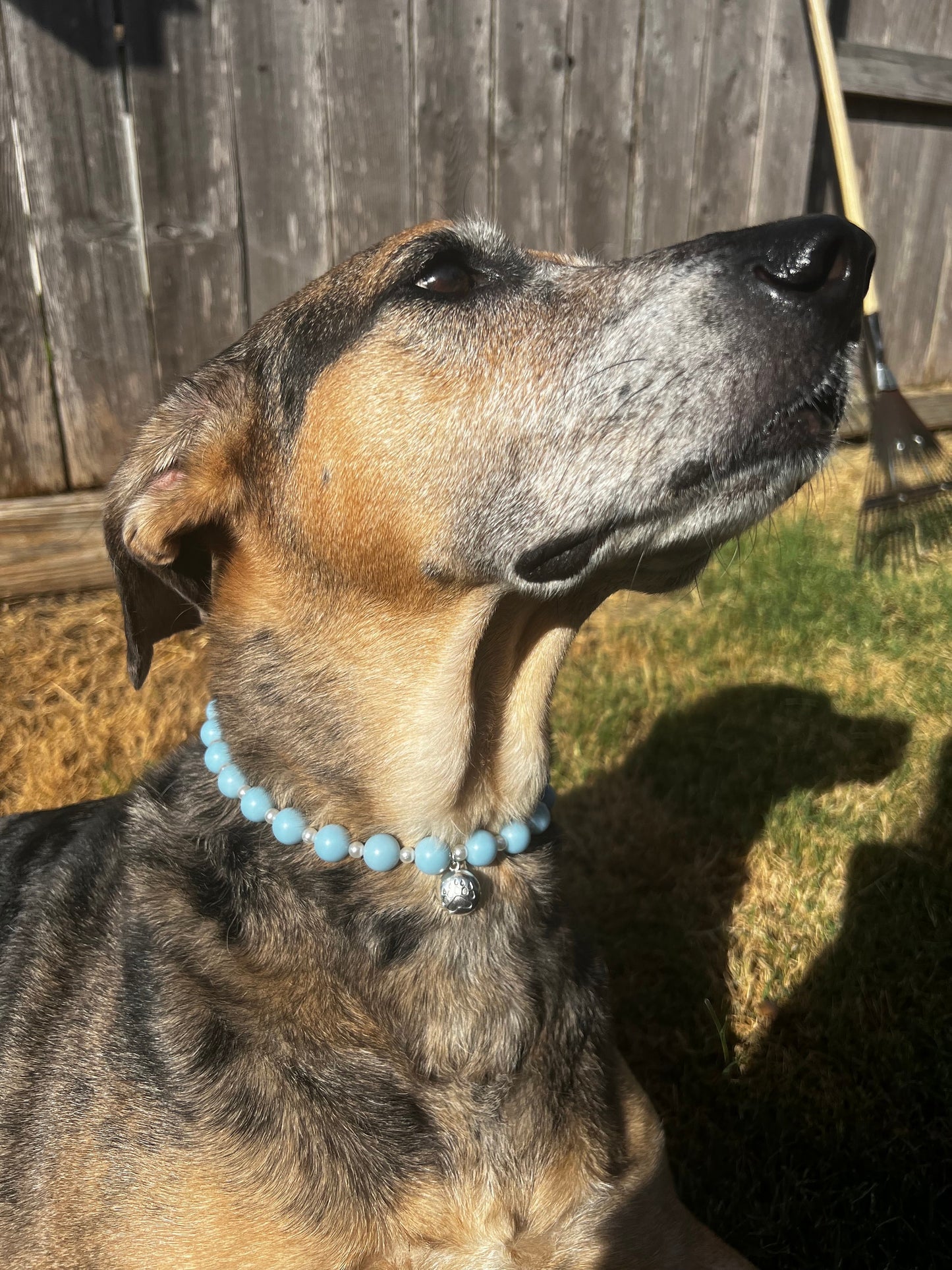 Blue and Pearl Pet Necklace with Toggle Clasp, Jewelry for Dogs, Jewelry for Cats, Durable Pet Necklace, Pet Accessories, Pet Gifts