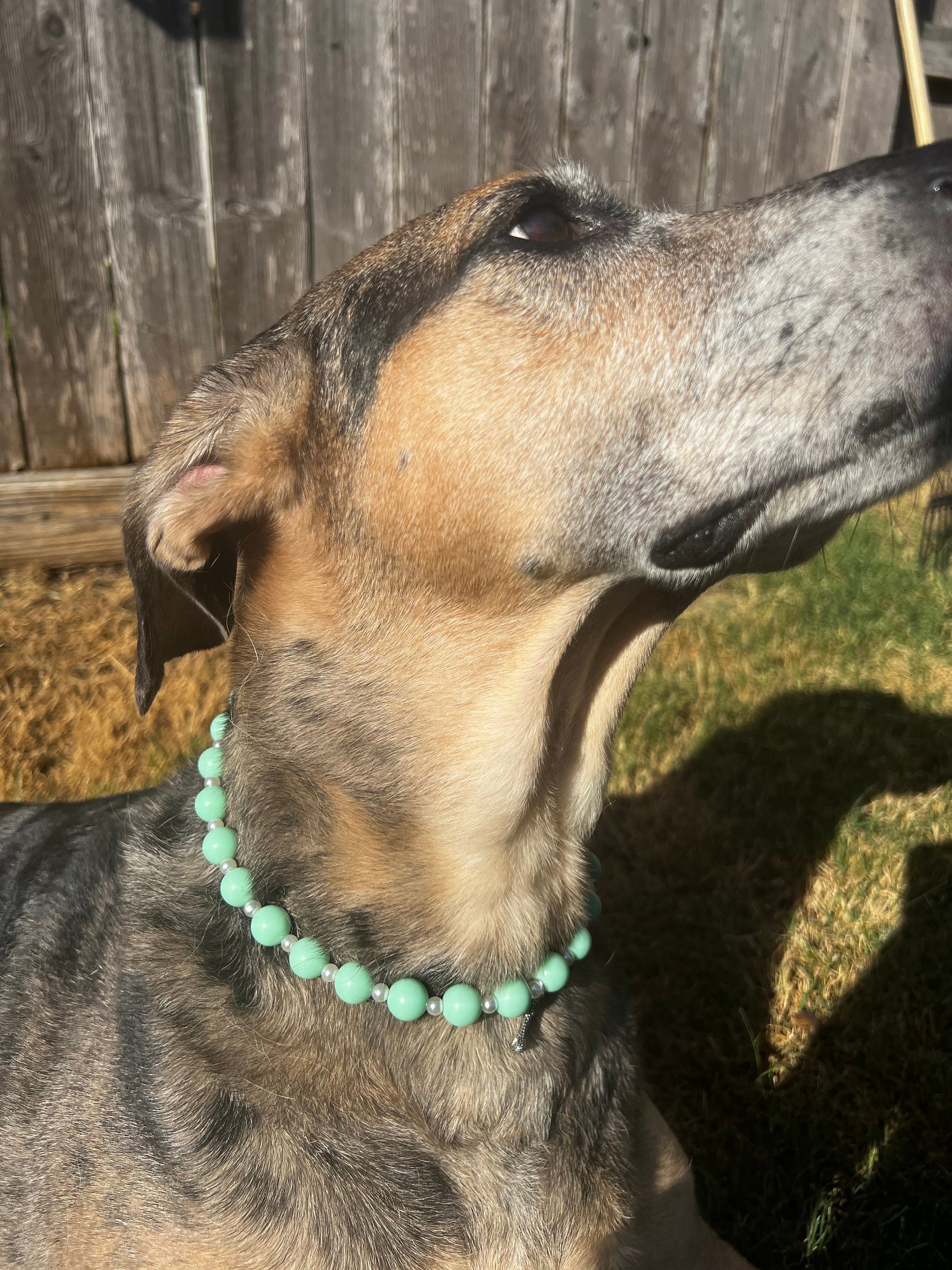 Green and Pearl Pet Necklace with Toggle Clasp, Jewelry for Dogs, Jewelry for Cats, Durable Pet Necklace, Pet Gifts, Pet Accessories