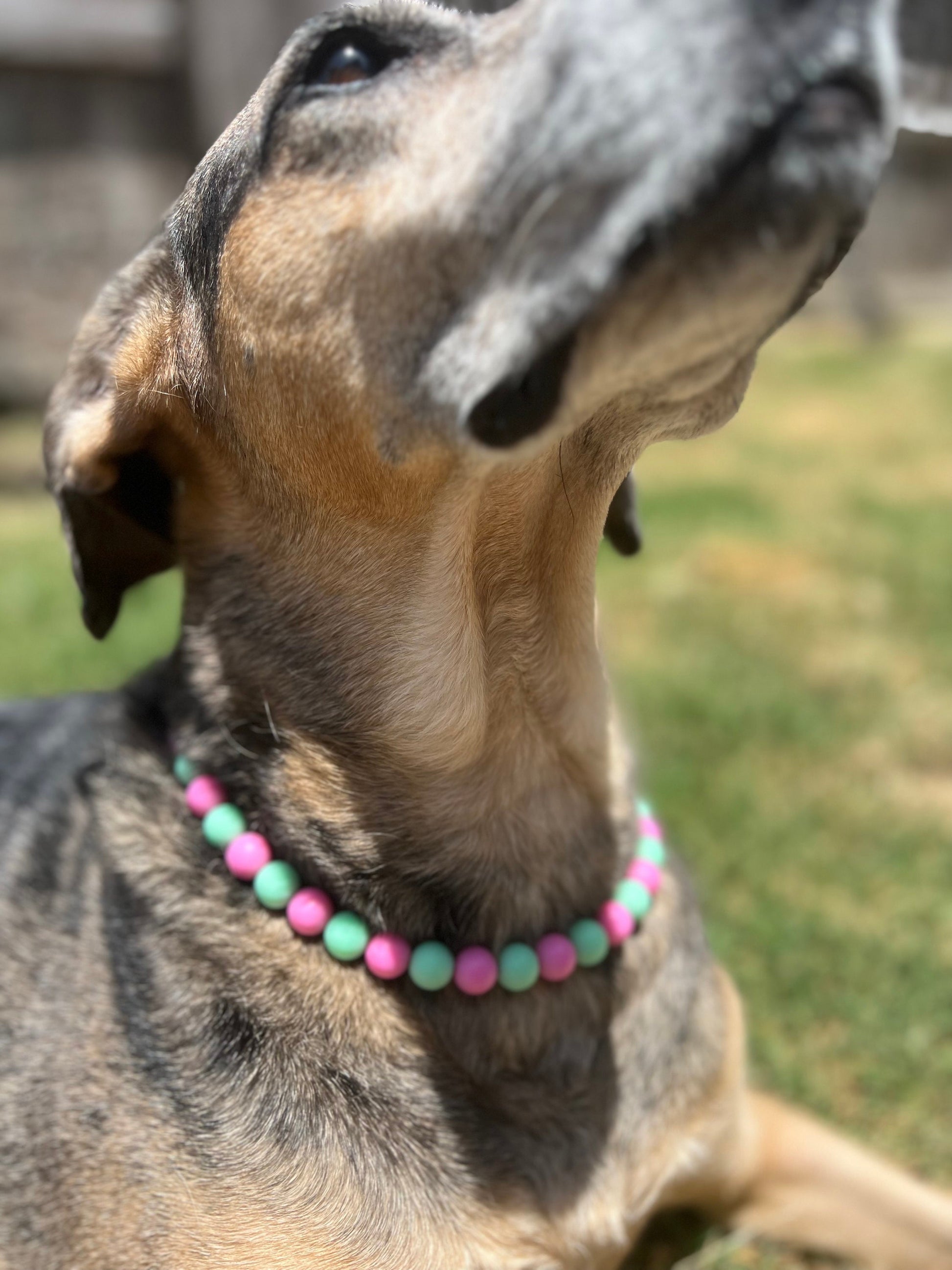 Green and Dark Pink Pet Necklace with Toggle Clasp, Jewelry for Dogs, Jewelry for Cats, Durable Pet Necklace, Pet Accessories, Pet Gifts