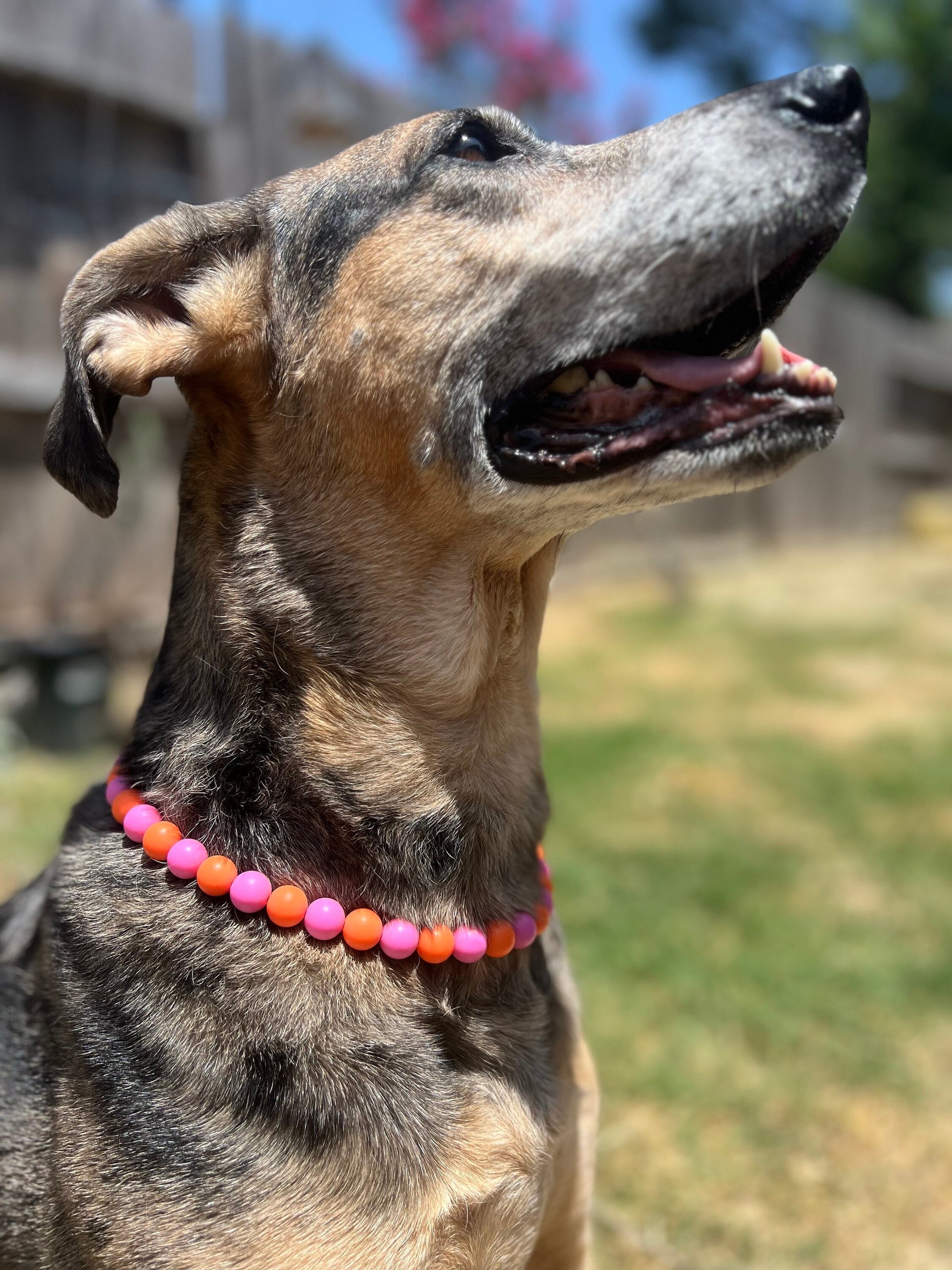 Orange and Dark Pink Pet Necklace with Toggle Clasp, Jewelry for Dogs, Jewelry for Cats, Durable Pet Necklace, Pet Accessories, Pet Gifts