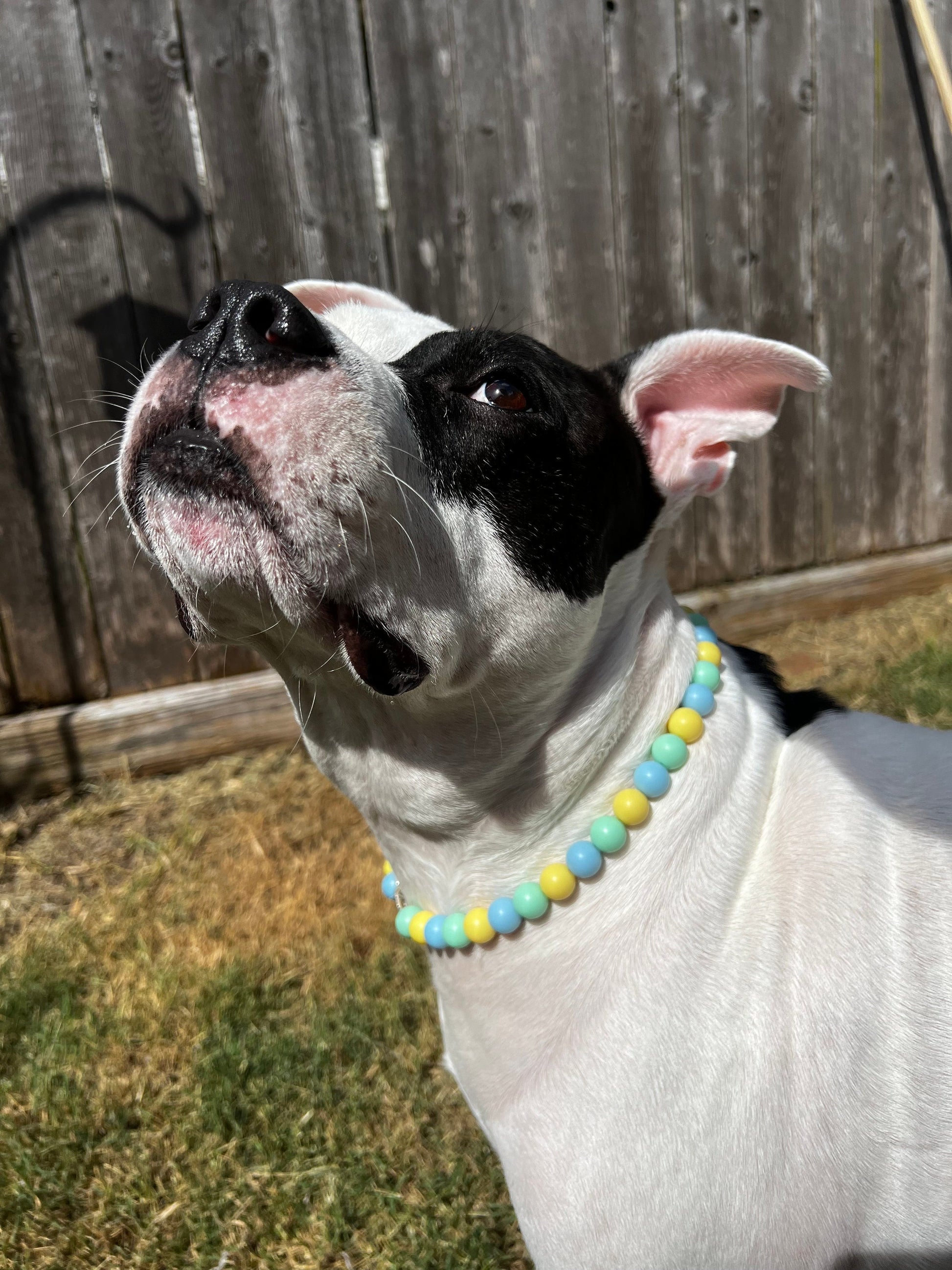 Yellow, Green and Blue Pet Necklace with Toggle Clasp, Jewelry for Dogs, Jewelry for Cats, Durable Pet Necklace, Pet Accessories, Pet Gifts