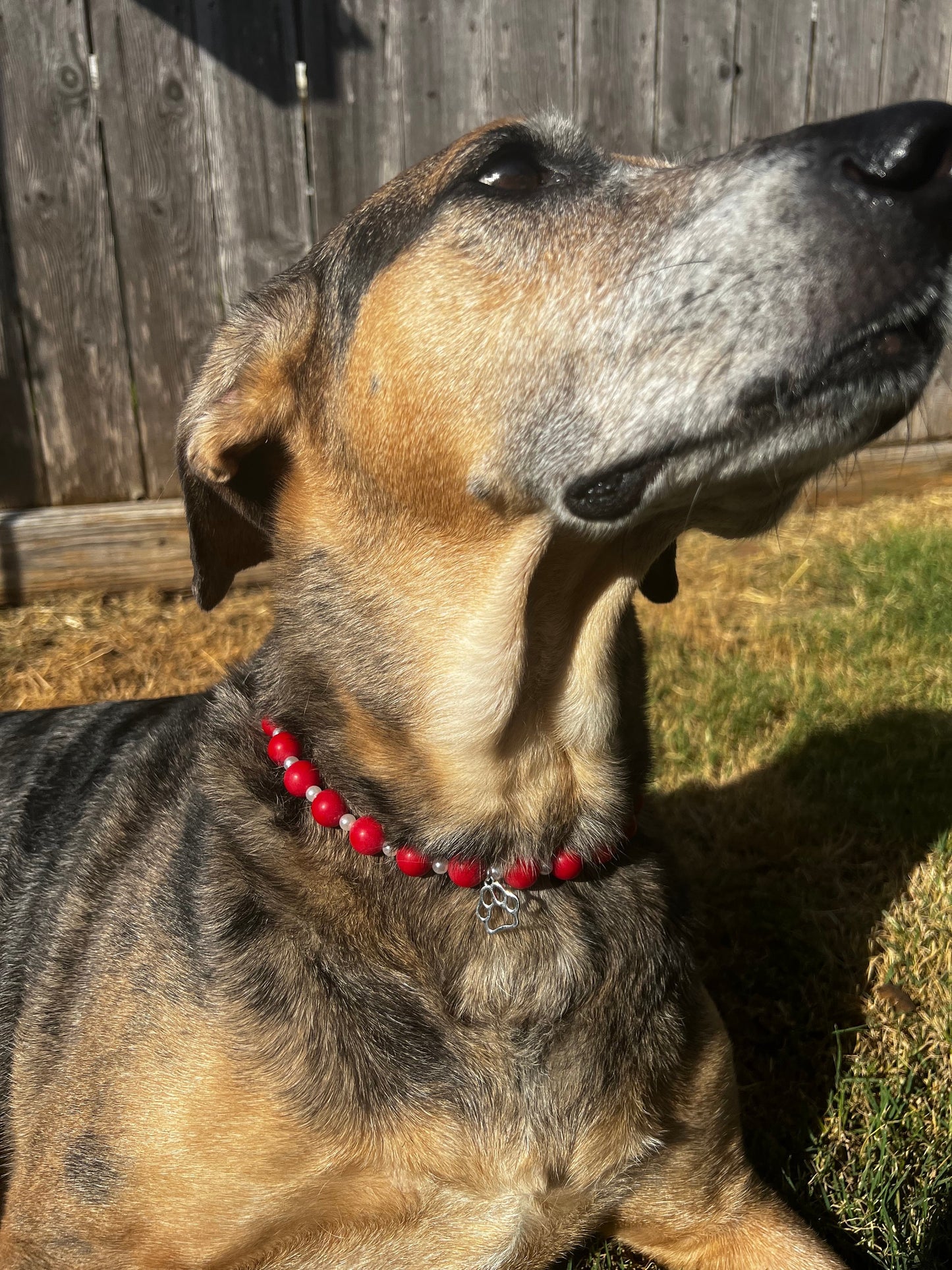 Red and Pearl Pet Necklace with Toggle Clasp, Jewelry for Dogs, Jewelry for Cats, Durable Pet Necklace, Pet Accessories, Pet Gifts